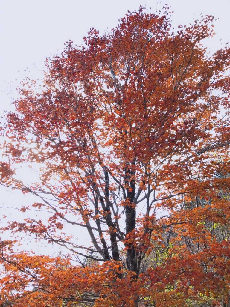 帰り道で見つけた真っ赤な紅葉