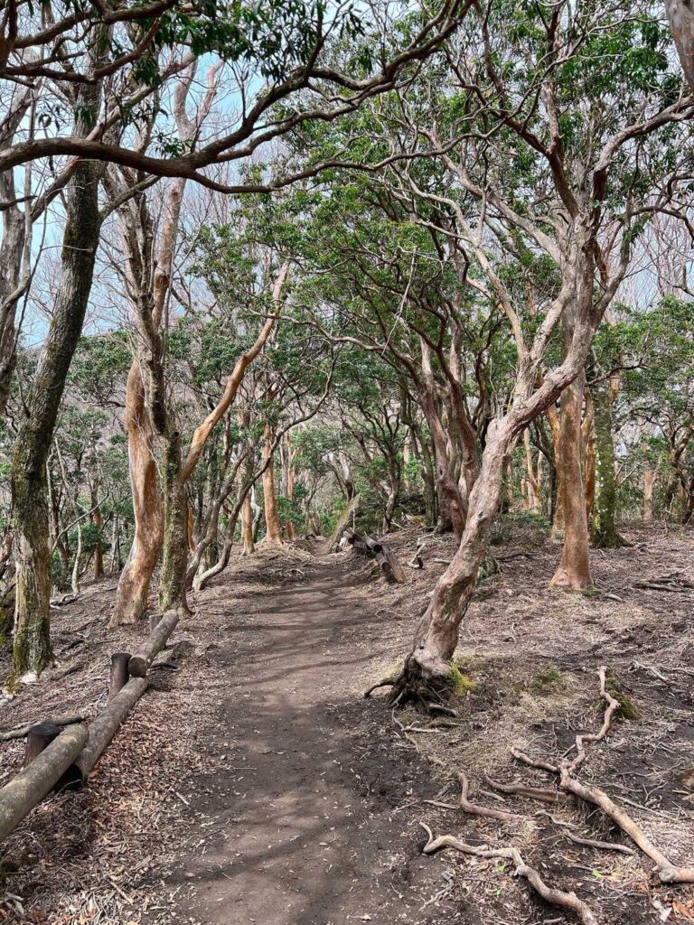 シャクナゲのトンネル（花はまだ）
