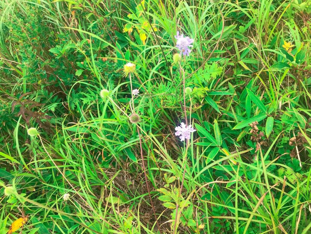 マツムシソウ。秋の湿原を彩る花