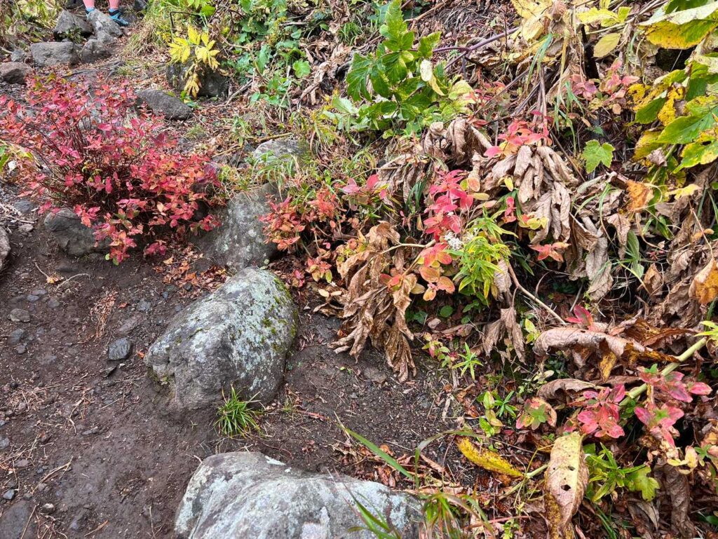 道中の秋の気配