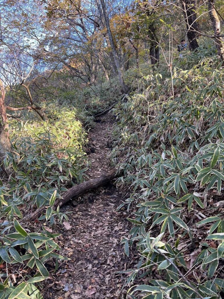 直ぐに笹の急登