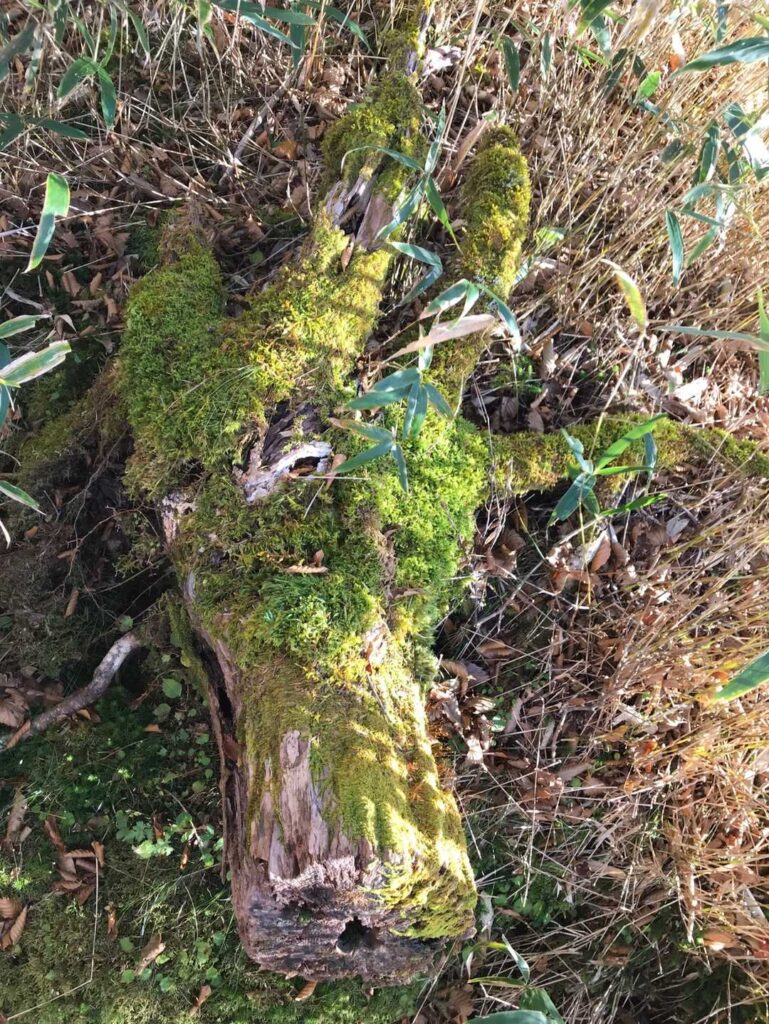苔むした倒木…手に見える？