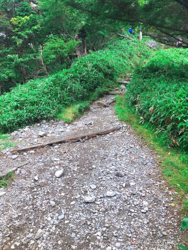 笹に囲まれた登山道