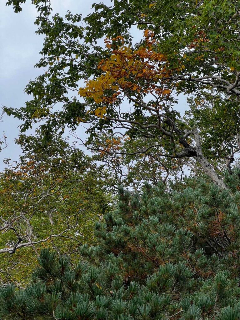 紅葉し始めた葉っぱ