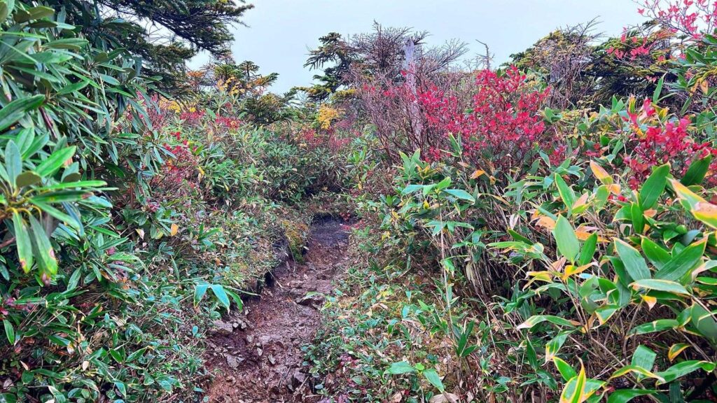 紅葉に染まった泥道の登山道