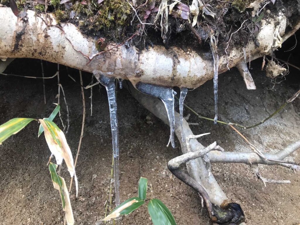 氷柱も顔をだして