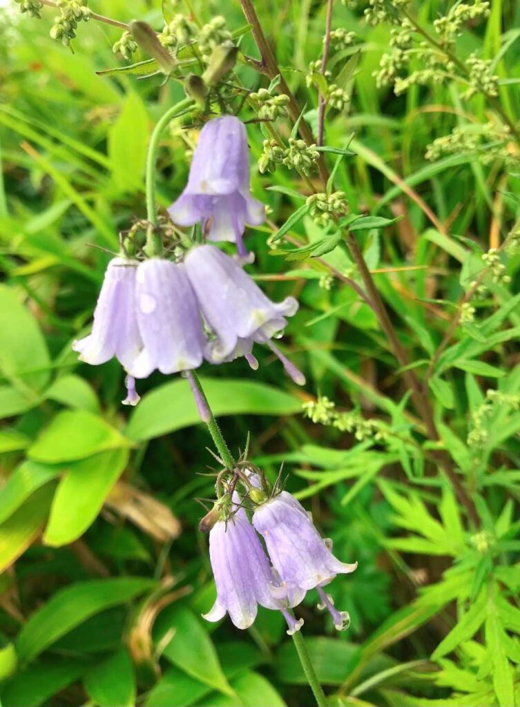 ツリガネニンジンの紫色が美しい