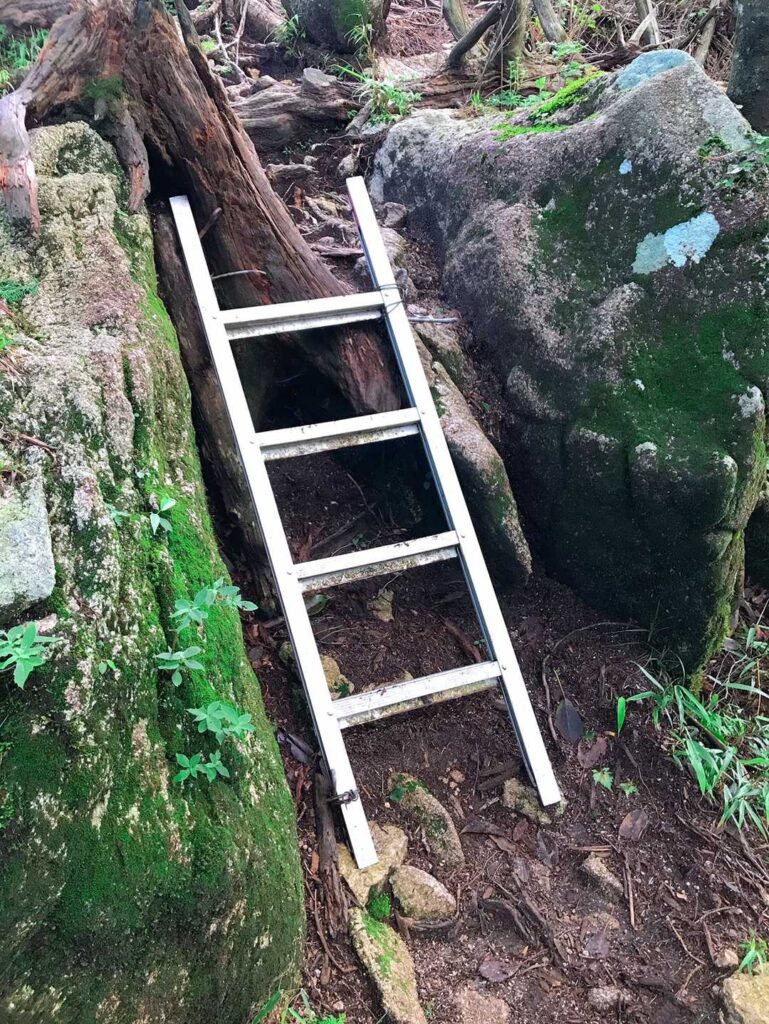 樹林帯の中を進む