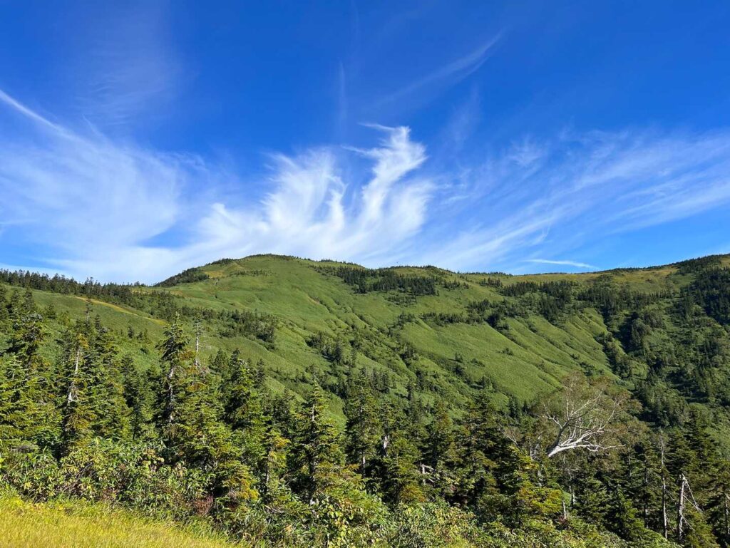 視界が開けた湿原