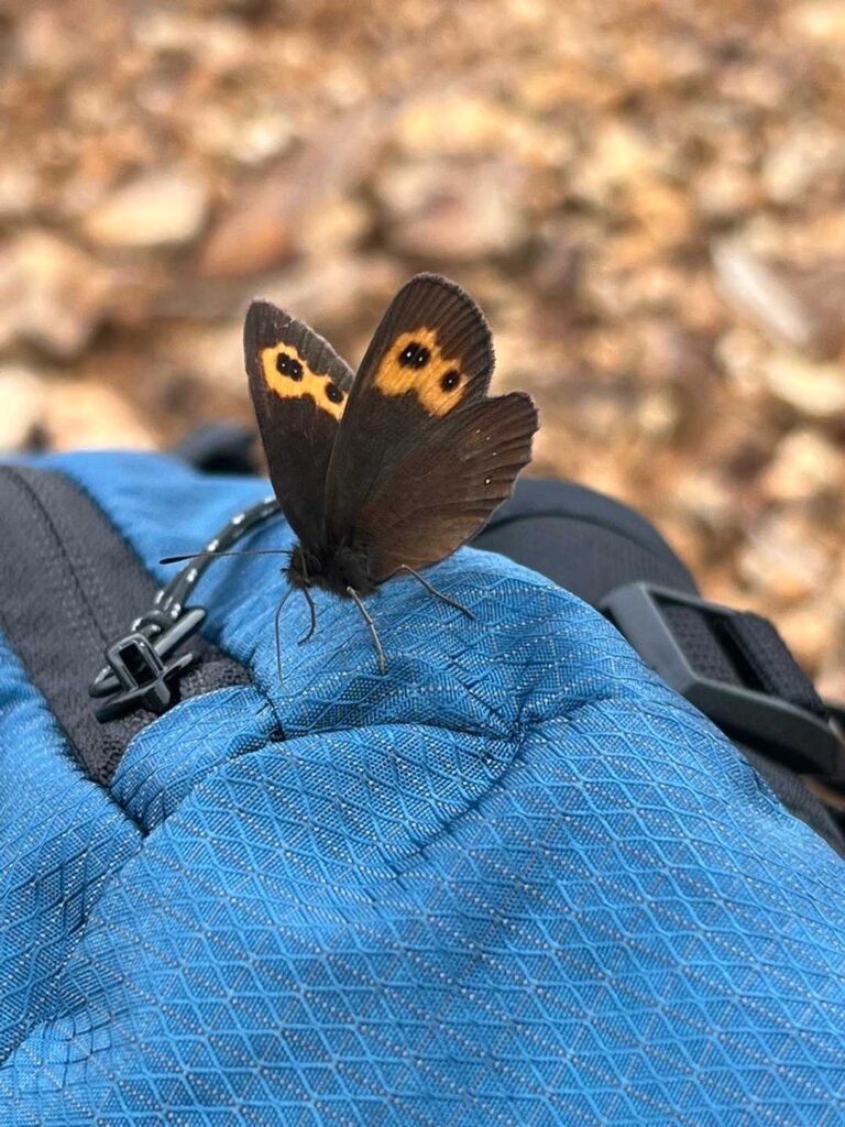 ザックに止まった蝶々