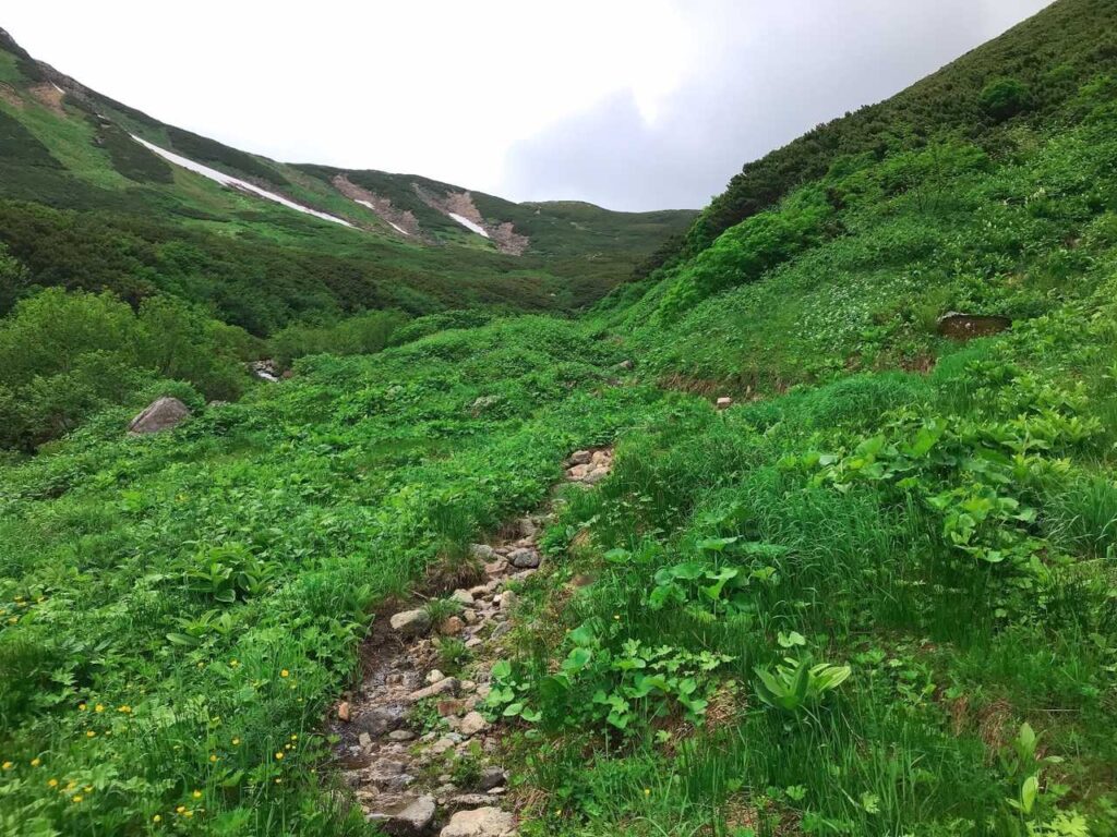 登山道沿いのお花