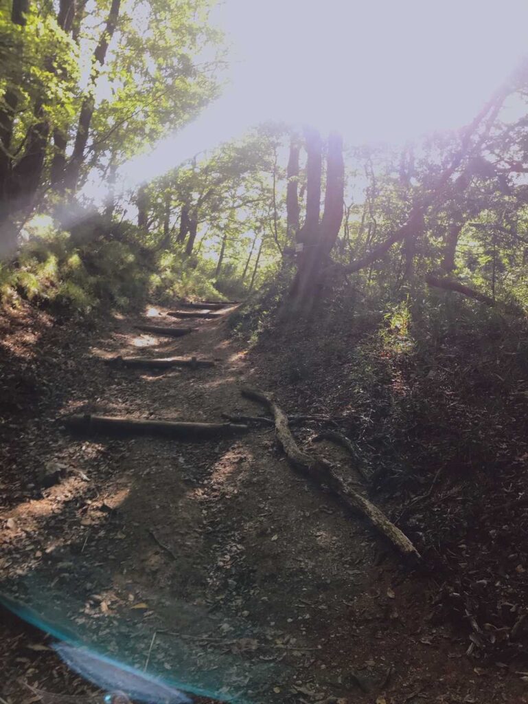 木漏れ日の登山道