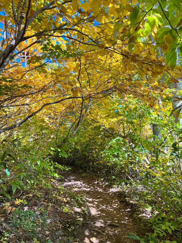 紅葉のトンネル
