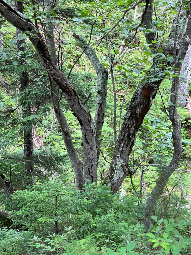 リスがいるはずなんだけど…