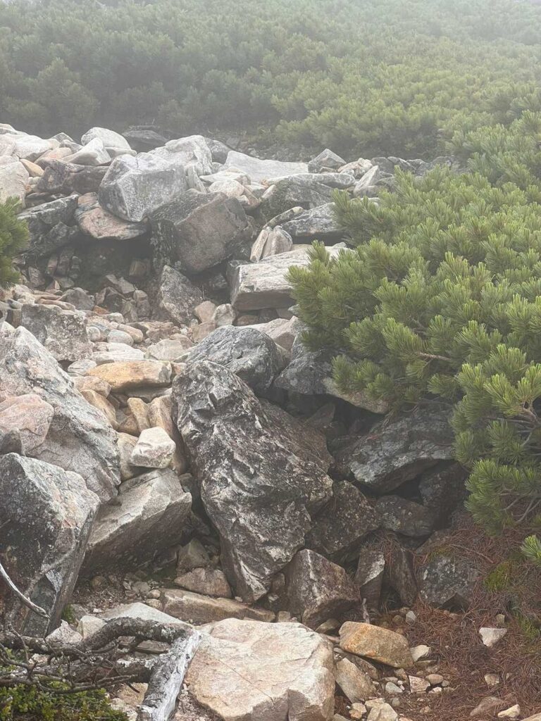登山道に現れたオコジョ