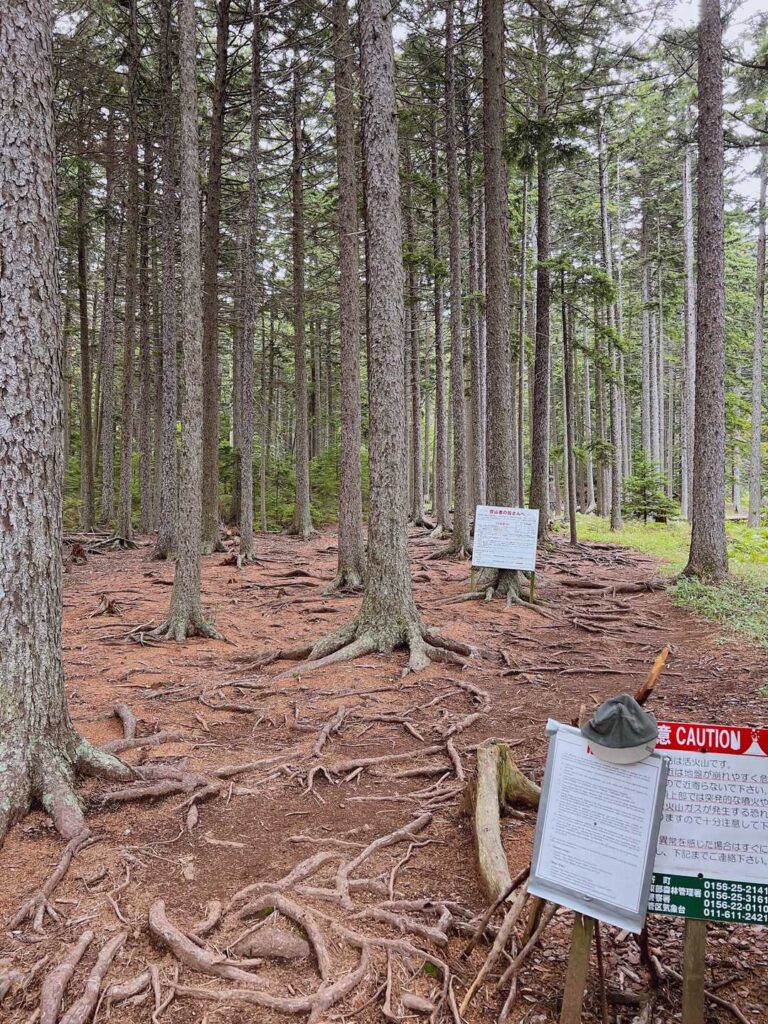 木の根が張りまくりの登山道