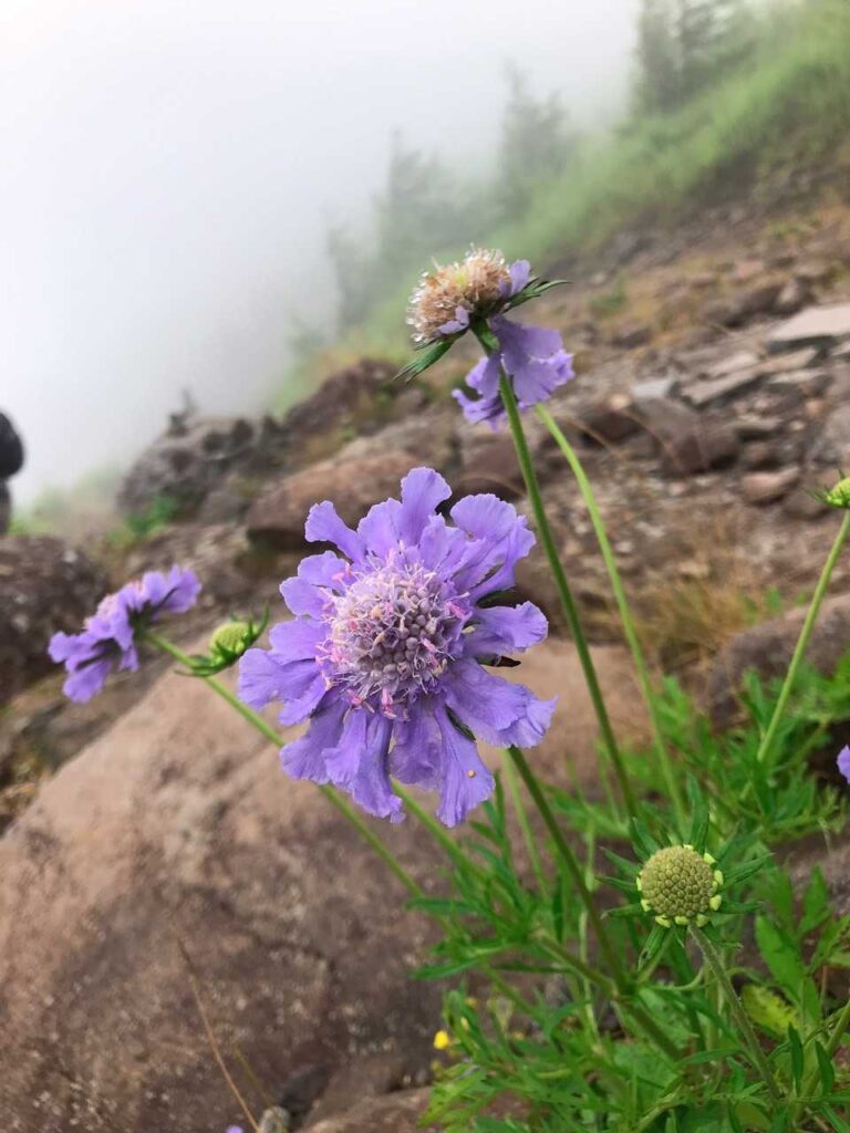 霧の中に咲くマツムシソウ