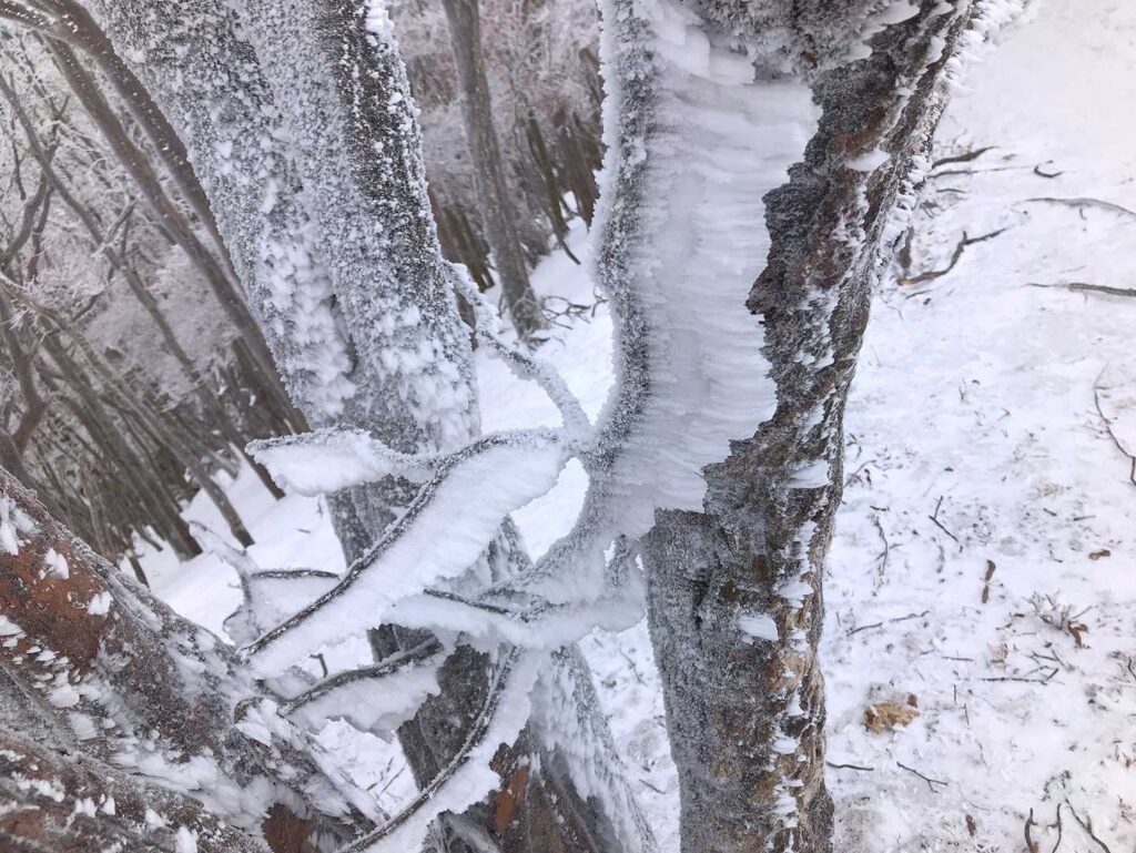 エビの尻尾のような霧氷