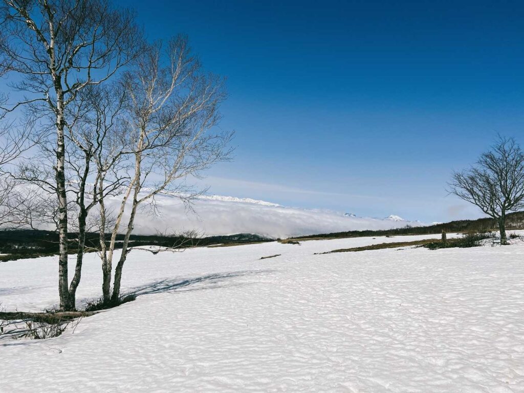 白樺と雪原。遠くに浅間山方面