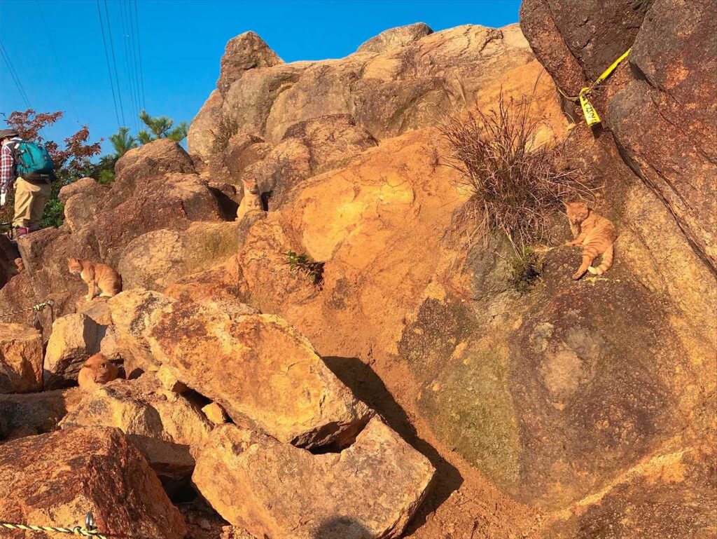 岩に同化している猫