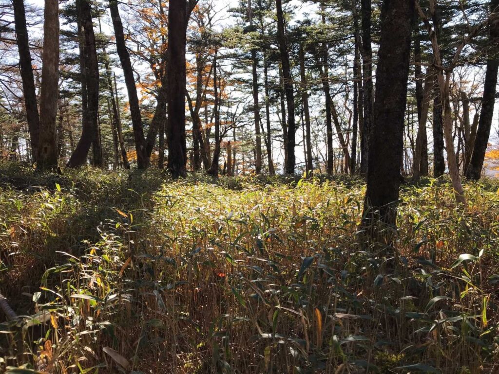 木漏れ日が差し込む森の中