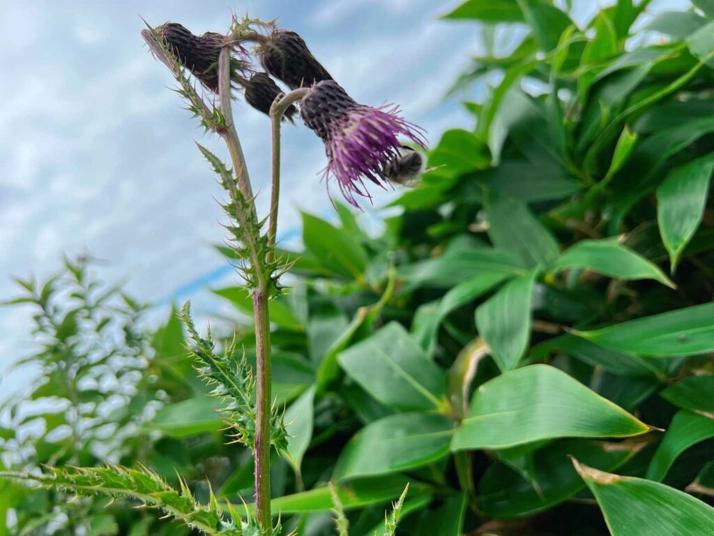 花の蜜を吸う蜂
