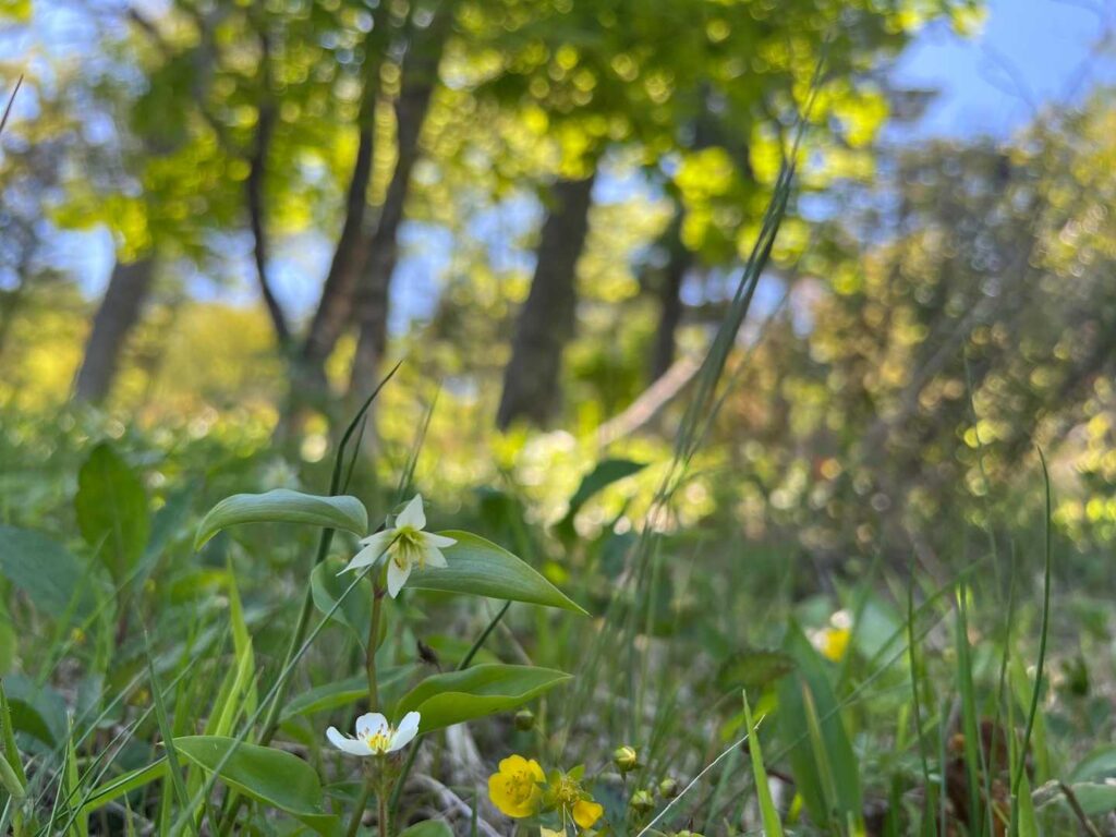 チゴユリの花も咲いていて
