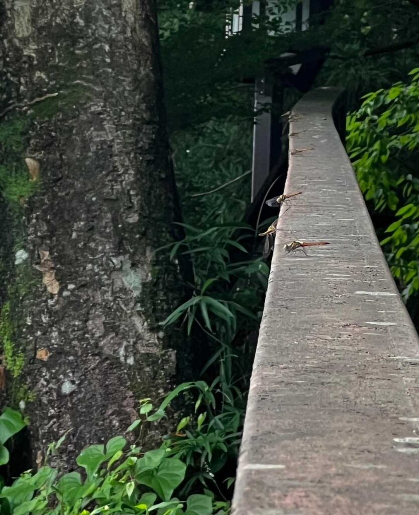 手すりの上にトンボが一列に並ぶ