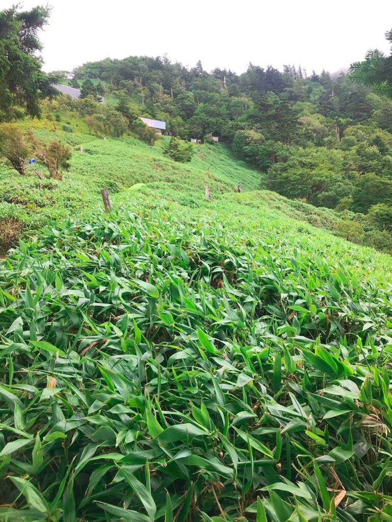 西島野営場付近の笹原と山小屋