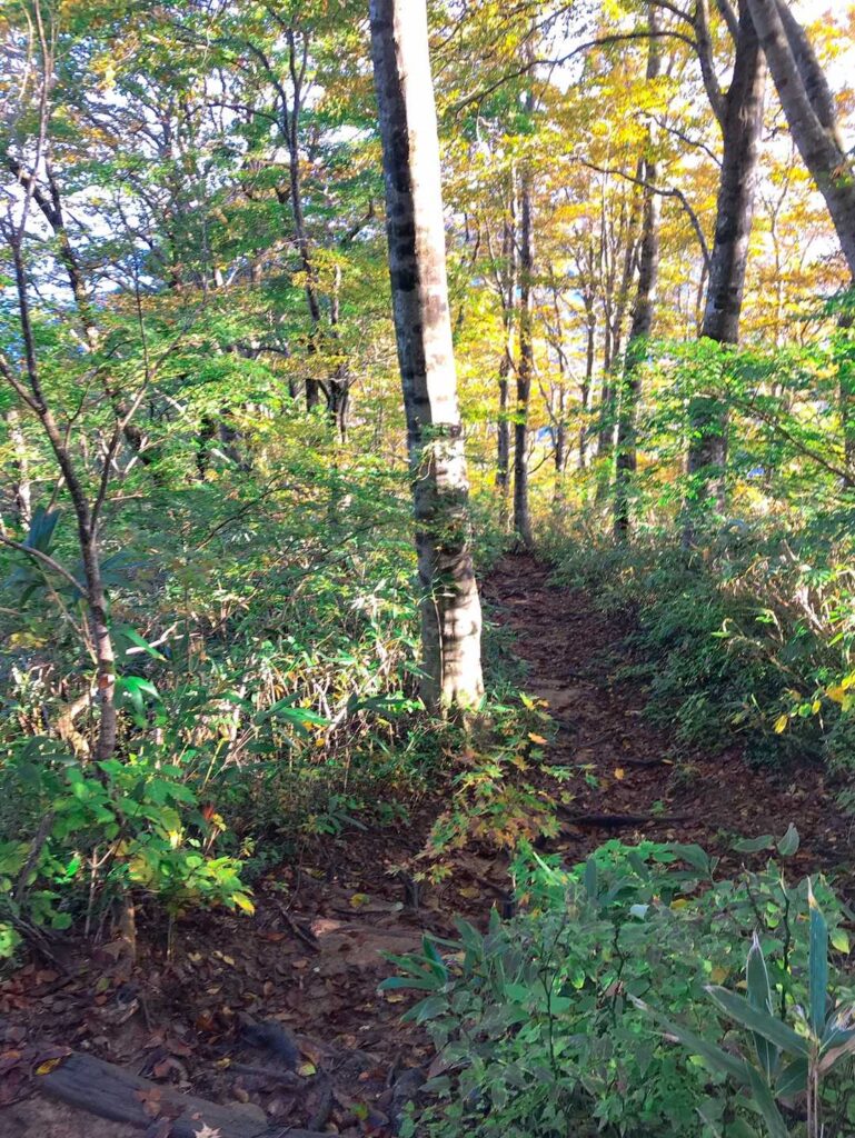 陽がさしてきた登山道