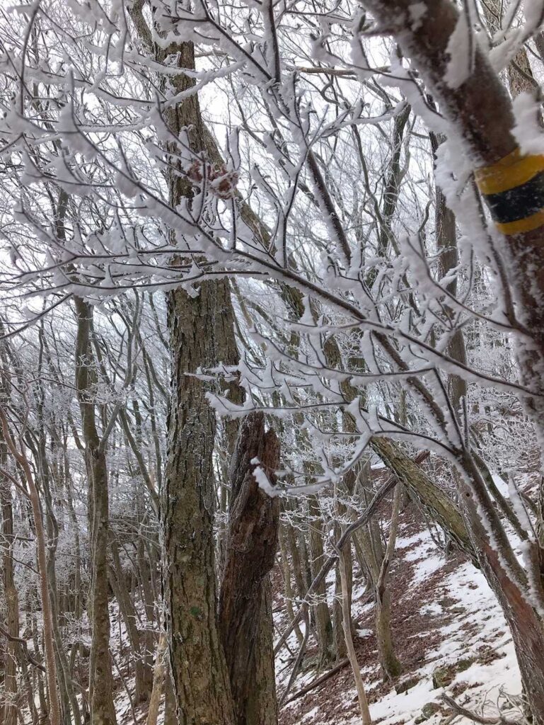 霧氷が現れた！
