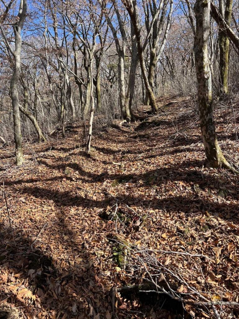 落ち葉で地面が見えない