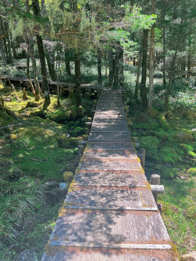 苔と木々で 涼しい🍃🎐