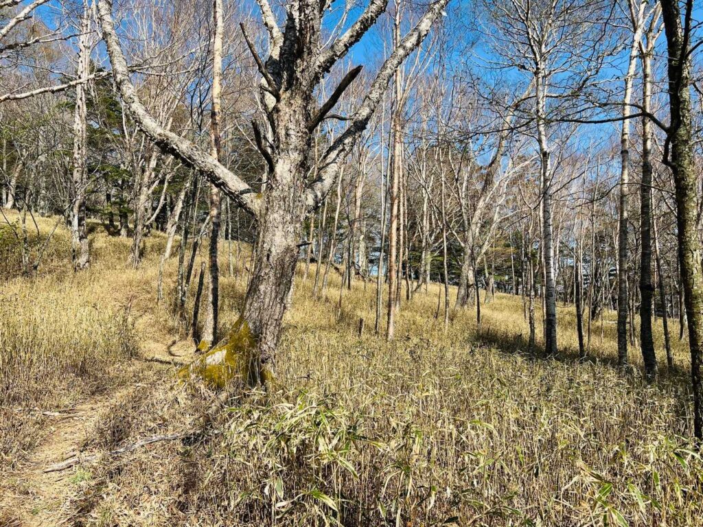 延々と続く変わらない風景の登山道