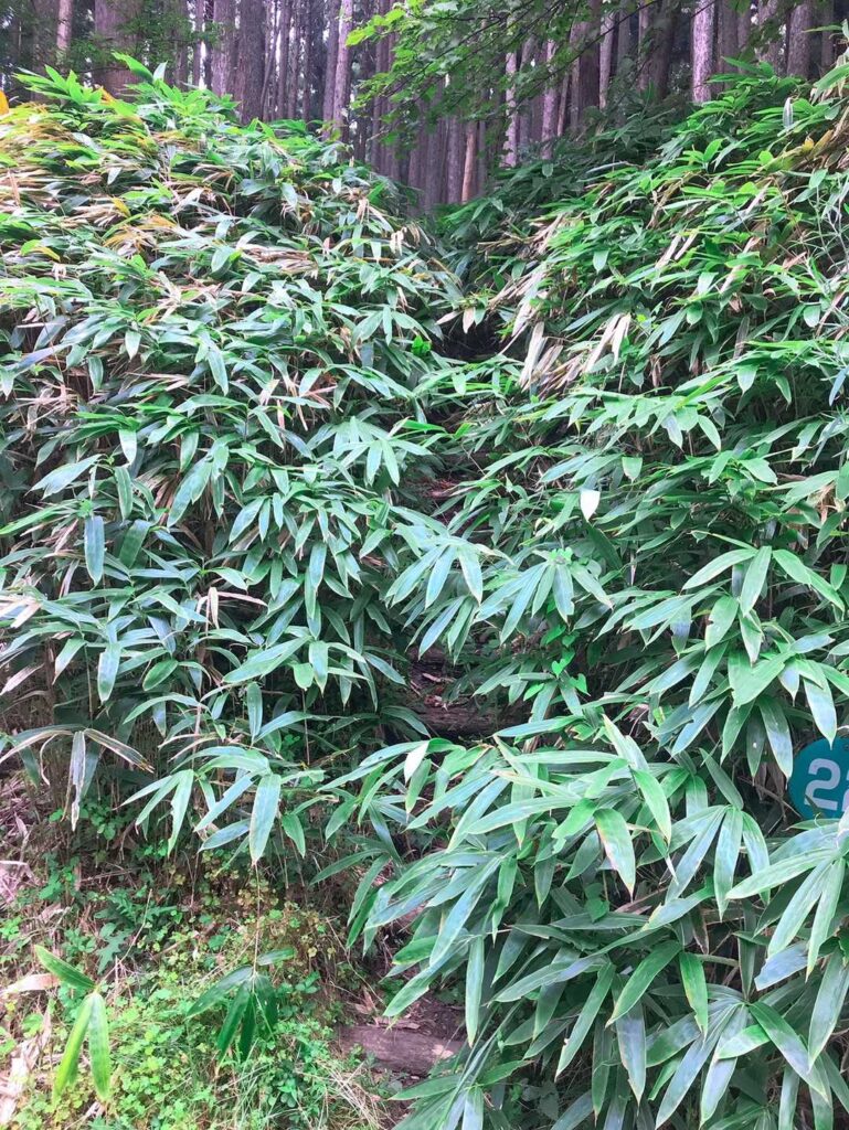 背丈ほどの笹に覆われた道