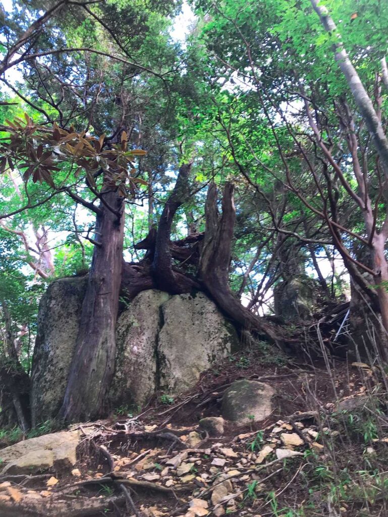 樹林帯を抜ける登山道