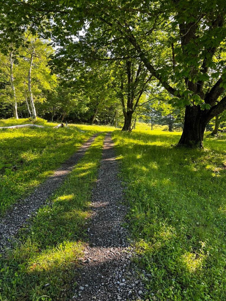 優雅な道を歩く