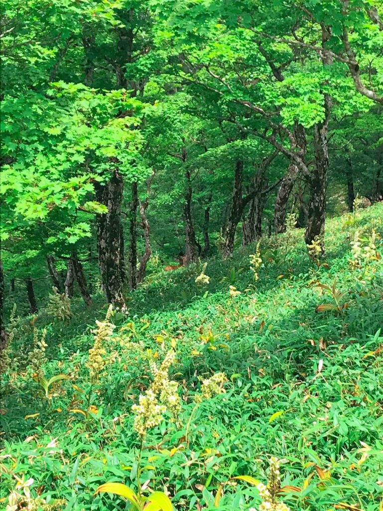 広がる山の景色