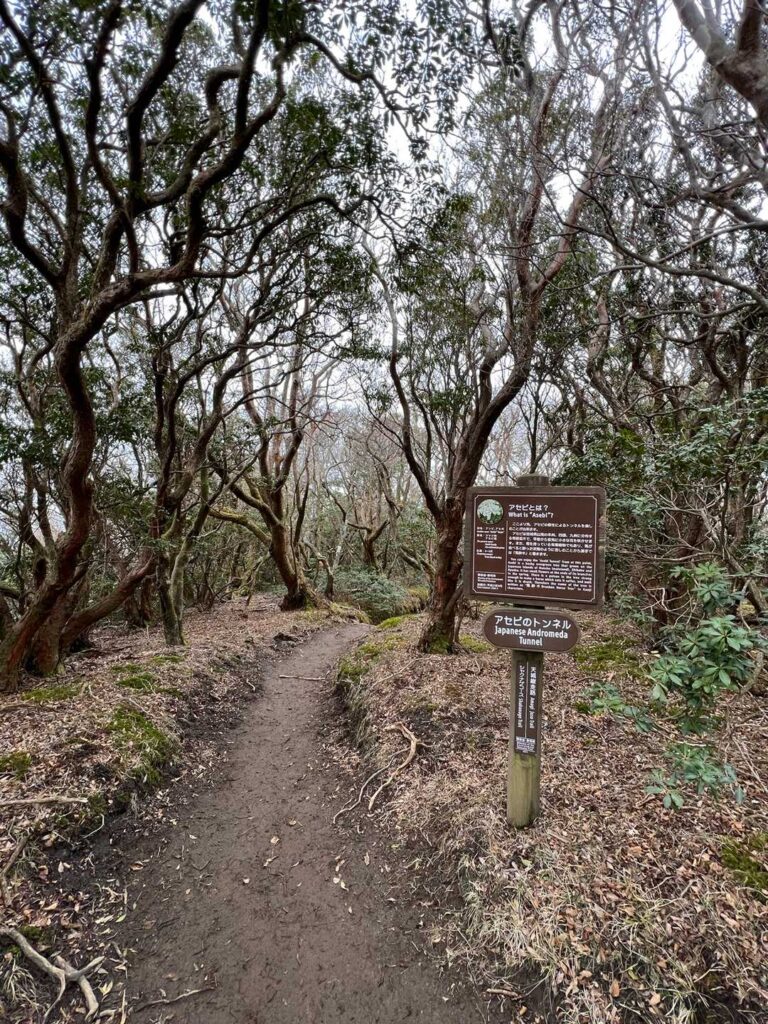 アセビのトンネル入口