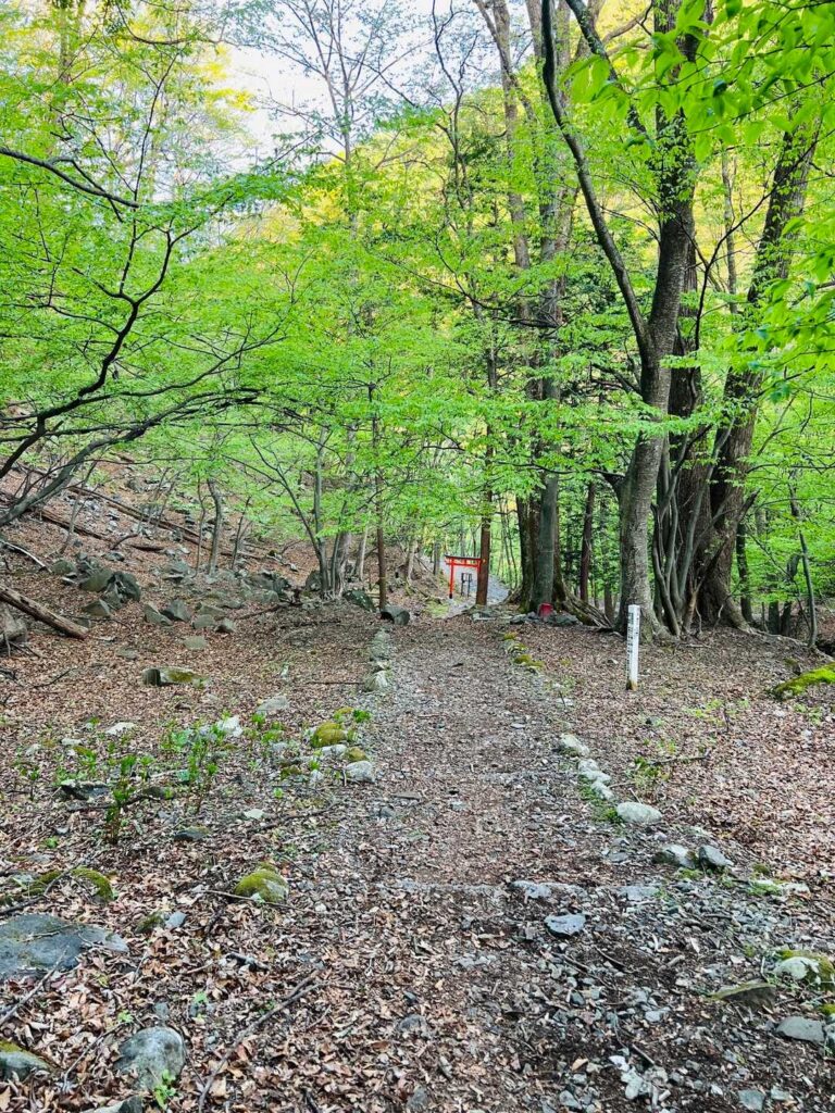 新緑の中の下山道