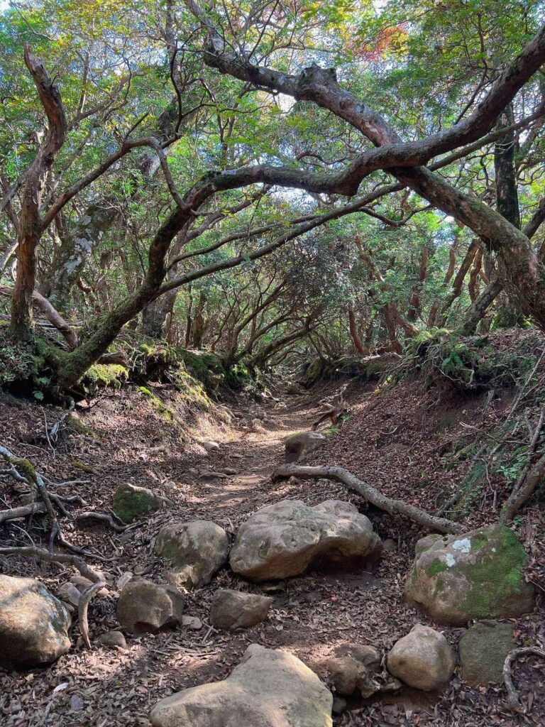 シャクナゲのトンネルのような登山道