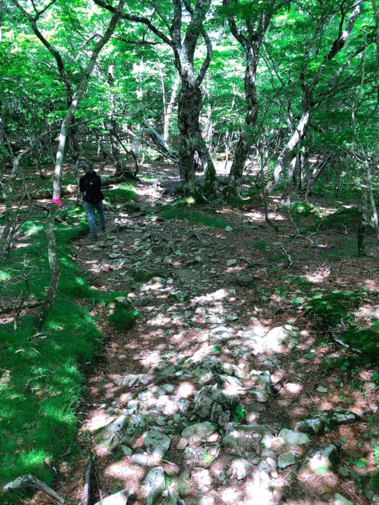 木漏れ日の中を歩く登山者