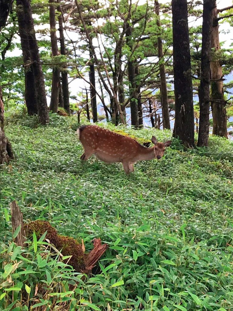 草むらに佇む鹿