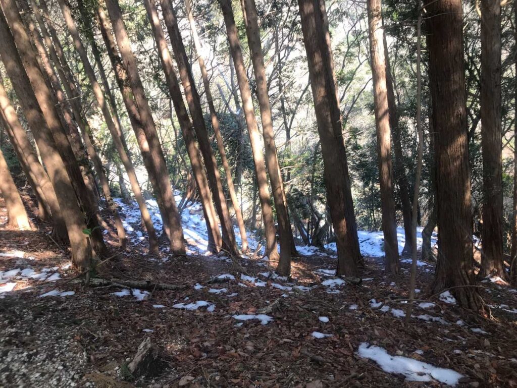 予想はしてたけど、だんだんと雪が