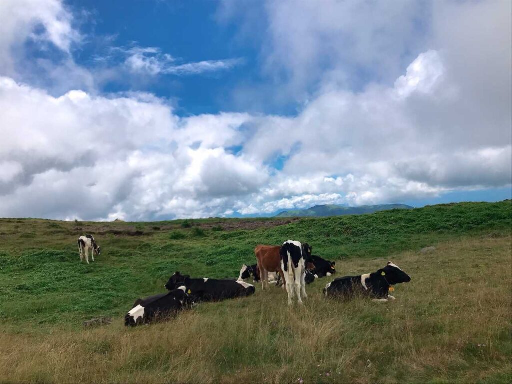青空の下でくつろぐ牛たち