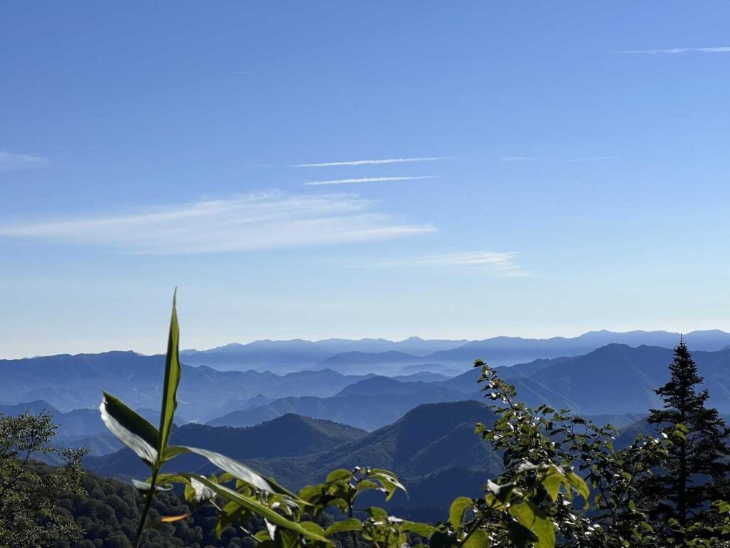 樹林帯を抜けて青空が見える