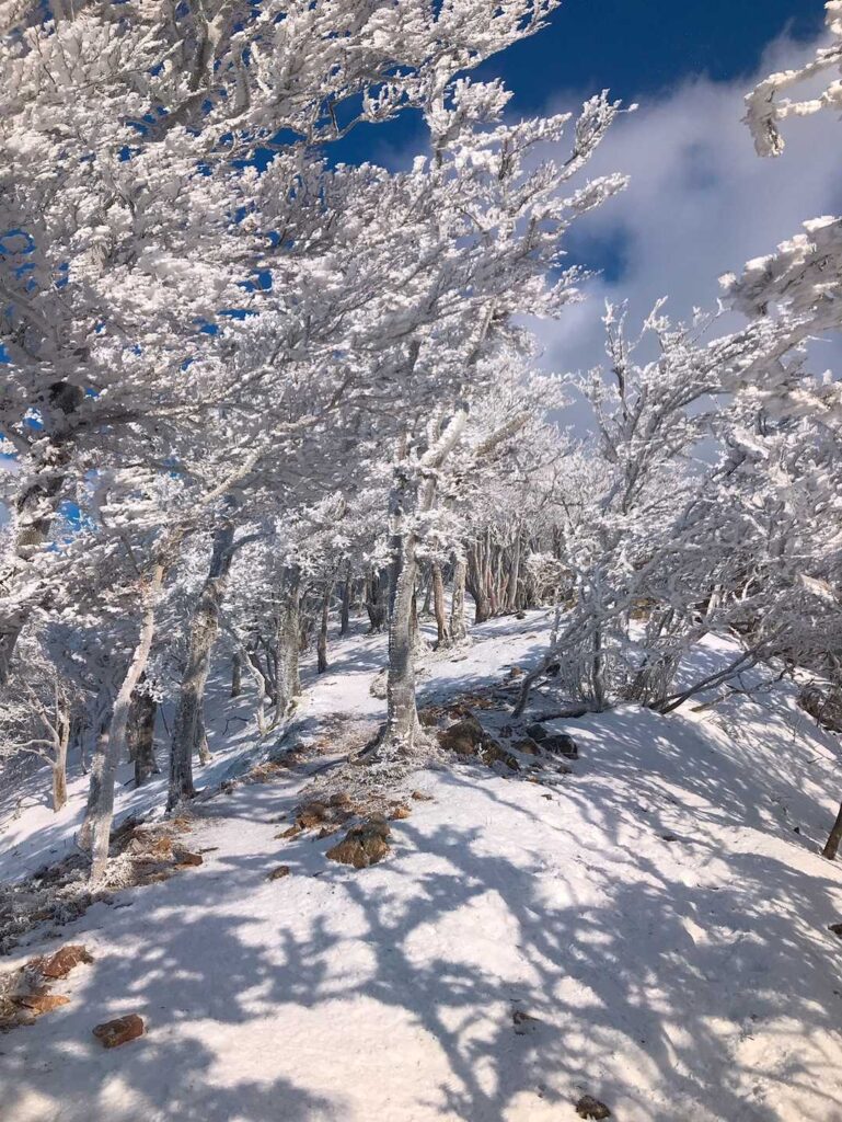 太陽が顔を出して霧氷が輝く