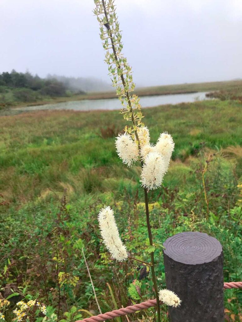 もふもふの植物。秋の高原ならでは