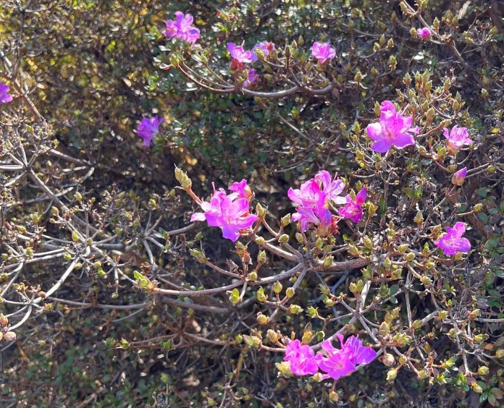 この時期にツツジが