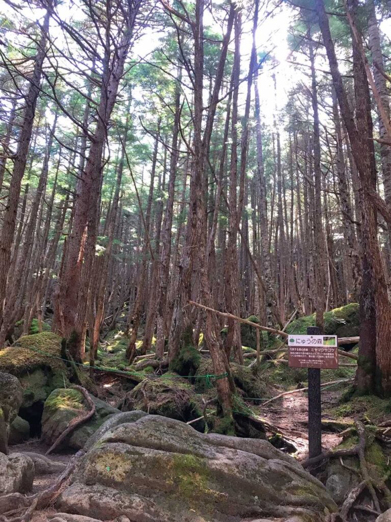 にゅ♡（ニュウへの道中）